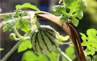 授粉瓜可以吃  第2张